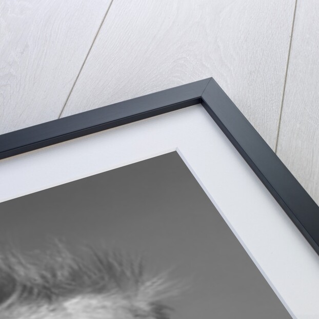 1960s head on portrait of baby girl in ruffled dress straight up hair looking at camera by Anonymous