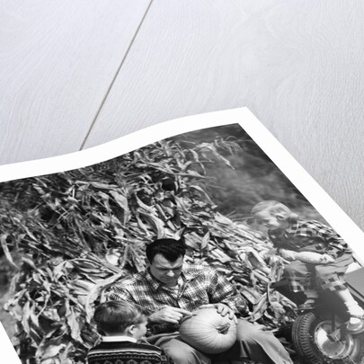 1950s boy & girl sitting in front of corn stalks watching father carve pumpkin by Anonymous