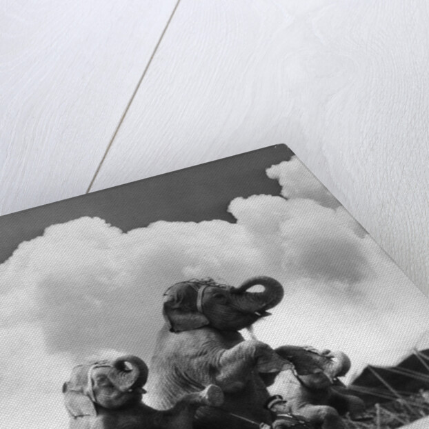 1930s circus trainer in front of 3 elephants elephas maximus indicus standing on hind legs by Anonymous