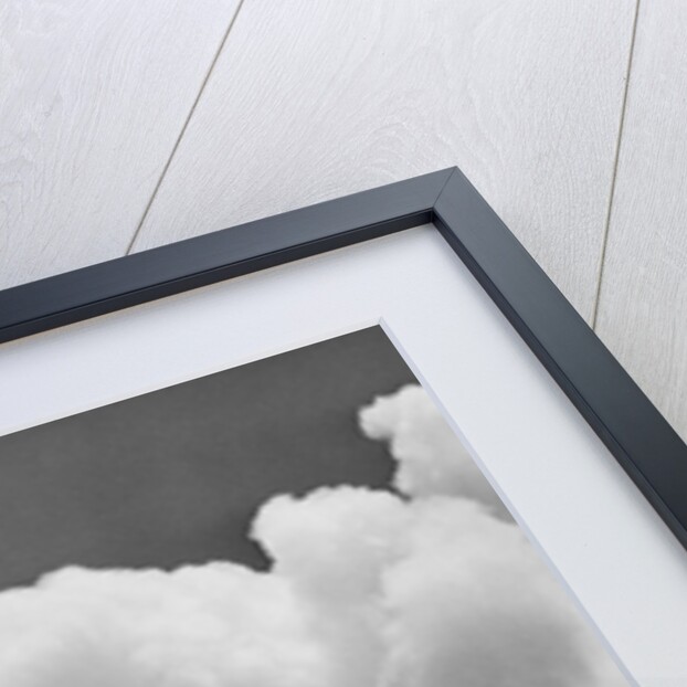 1930s circus trainer in front of 3 elephants elephas maximus indicus standing on hind legs by Anonymous