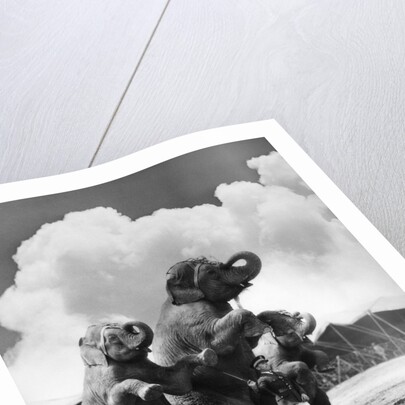 1930s circus trainer in front of 3 elephants elephas maximus indicus standing on hind legs by Anonymous