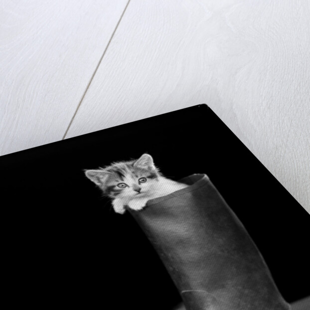 1950s puss in boots cute kitten climbing out of man's boot looking at camera by Anonymous