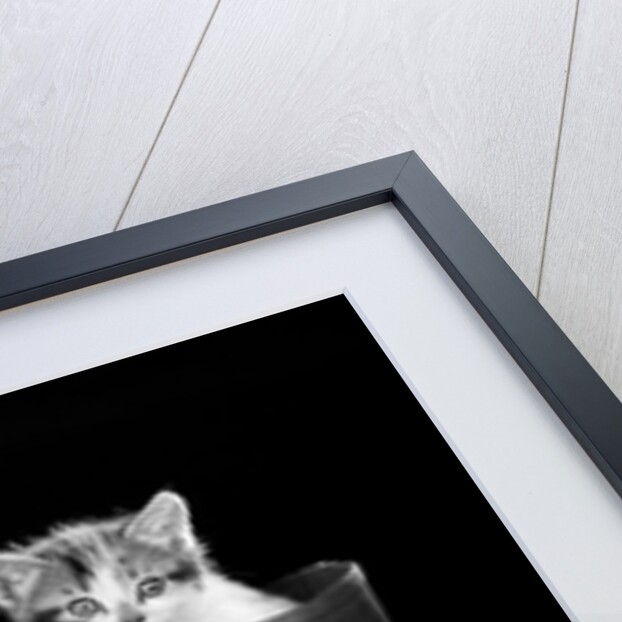 1950s puss in boots cute kitten climbing out of man's boot looking at camera by Anonymous