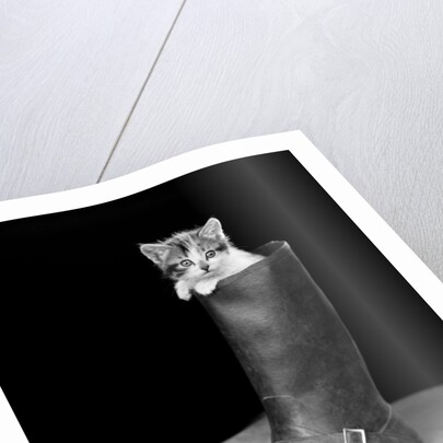 1950s puss in boots cute kitten climbing out of man's boot looking at camera by Anonymous