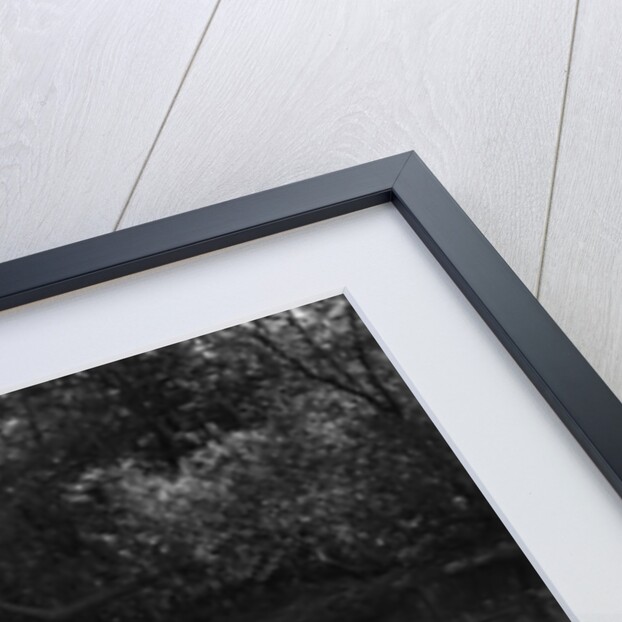 1930s summertime group of five young men & women in two canoes paddling down a stream by Anonymous
