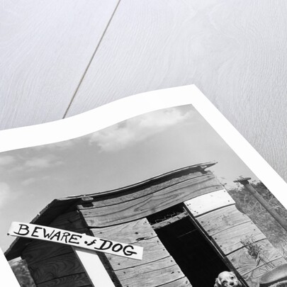 1950s cocker spaniel puppy in doghouse with beware of dog sign by Anonymous