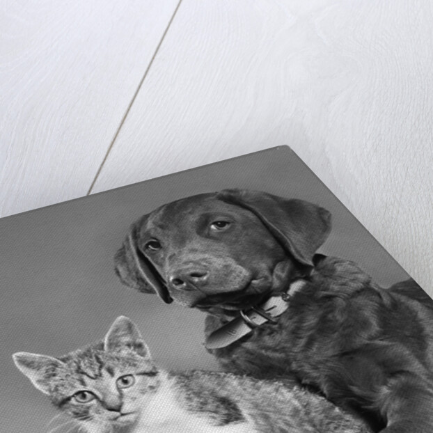 1950s portrait of lab mix dog lying down with kitten sitting on paw by Anonymous