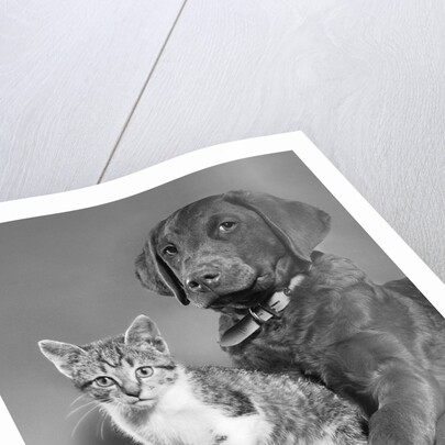 1950s portrait of lab mix dog lying down with kitten sitting on paw by Anonymous