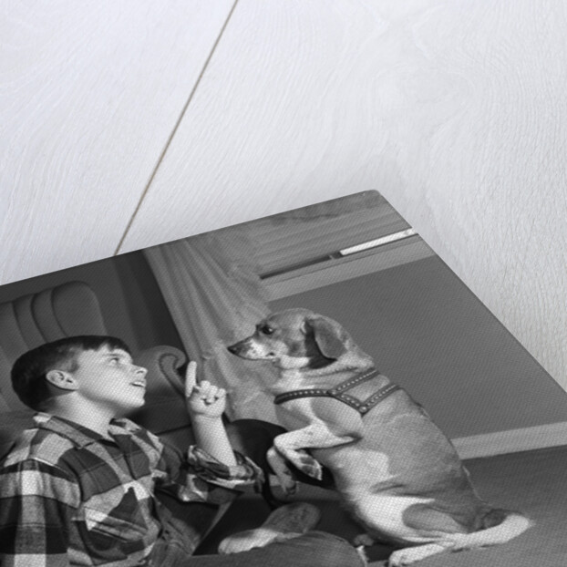 1950s boy in plaid shirt shaking finger at dog sitting up on rear legs by Anonymous