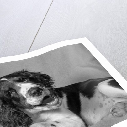 1950s springer spaniel lying down with head cocked & mouth open looking at camera by Anonymous