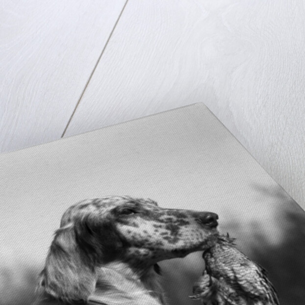 1920s english setter holding retrieved bird in mouth by Anonymous