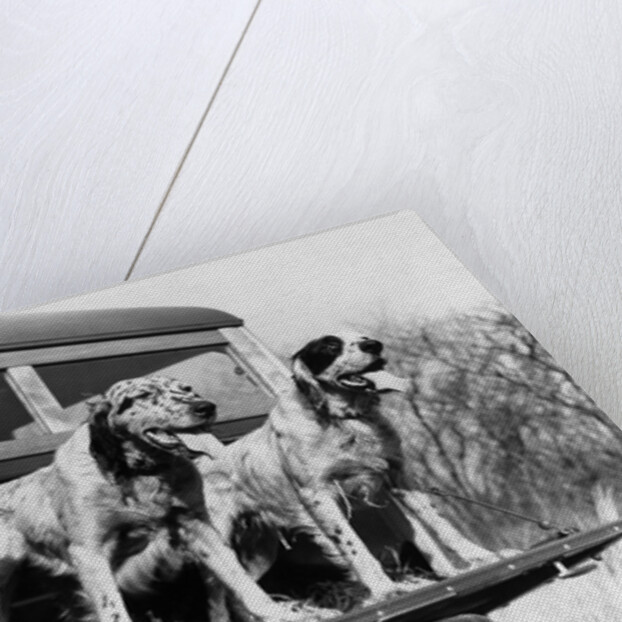 1930s 1939 english setter hunting dogs on tailgate of wood body station wagon automobile by Anonymous