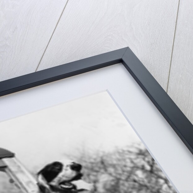1930s 1939 english setter hunting dogs on tailgate of wood body station wagon automobile by Anonymous
