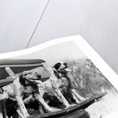 1930s 1939 english setter hunting dogs on tailgate of wood body station wagon automobile by Anonymous