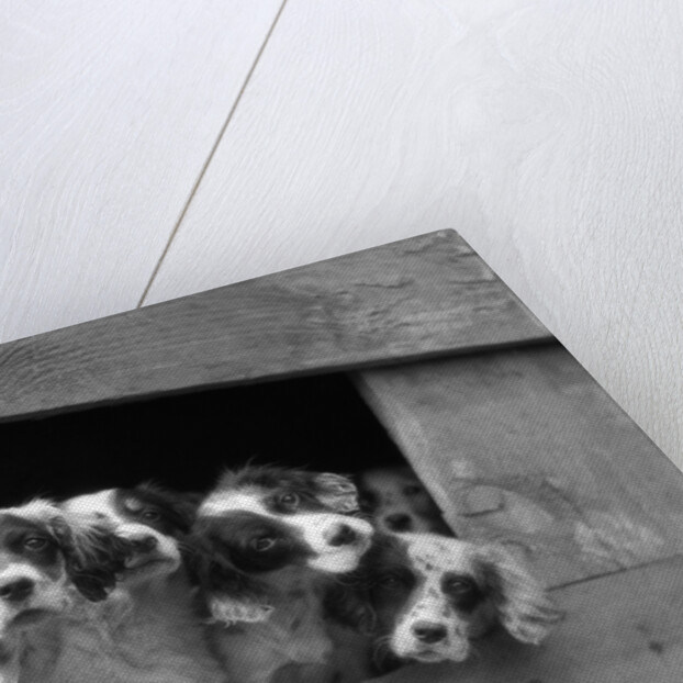 1920s 1930s group of english setter pups with heads sticking out of opening in kennel looking at camera by Anonymous