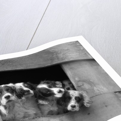 1920s 1930s group of english setter pups with heads sticking out of opening in kennel looking at camera by Anonymous