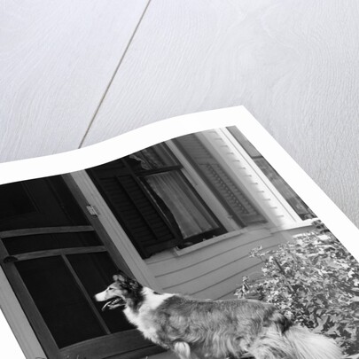 1930s rough scotch collie dog standing on back doorstep of house waiting to be let in by Anonymous