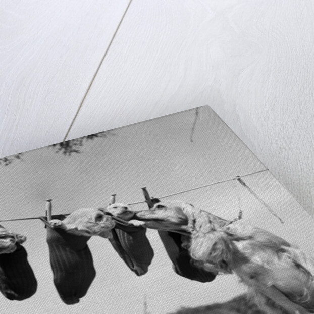 1950s mother cocker spaniel tending her 4 puppies hanging in socks on a laundry clothesline by Anonymous