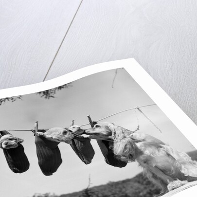 1950s mother cocker spaniel tending her 4 puppies hanging in socks on a laundry clothesline by Anonymous