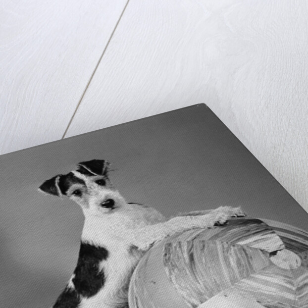 1940s terrier in playful pose front paws up on large ball ready to play by Anonymous