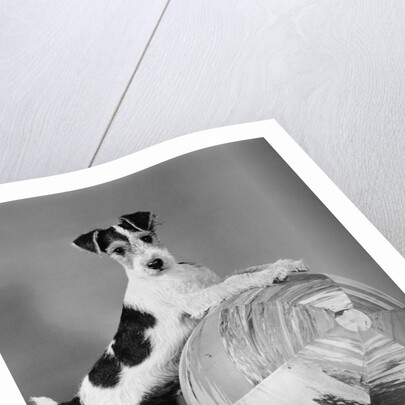 1940s terrier in playful pose front paws up on large ball ready to play by Anonymous