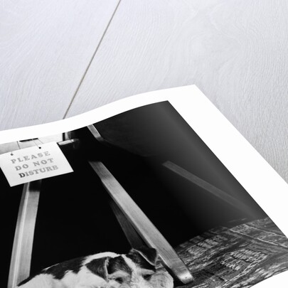 1930s 1940s wire fox terrier dog lying curled up on oriental carpet under table looking at camera by Anonymous