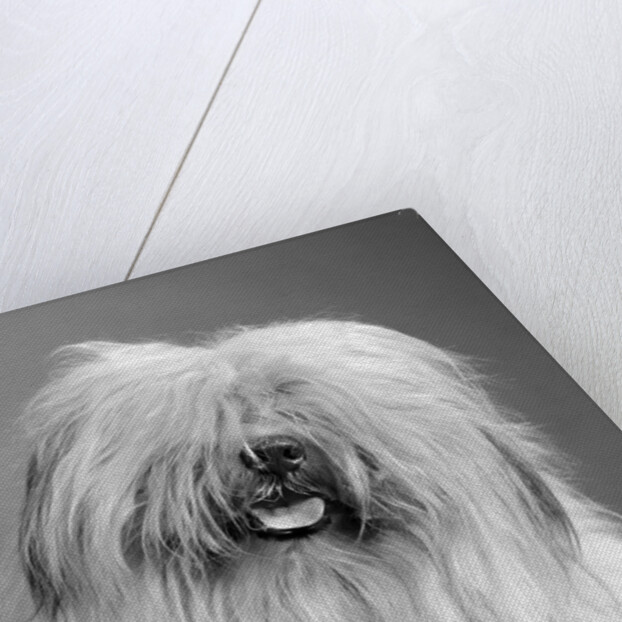 1960s portrait of old english sheepdog with hair covering eyes & tongue barely hanging out looking at camera by Anonymous