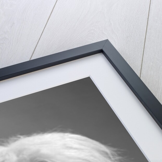 1960s portrait of old english sheepdog with hair covering eyes & tongue barely hanging out looking at camera by Anonymous