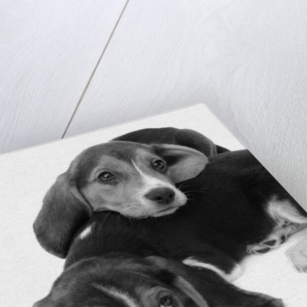1960s two adorable sad eyed beagle puppies lying one on top the other by Anonymous