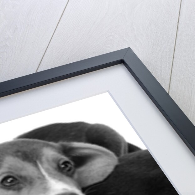 1960s two adorable sad eyed beagle puppies lying one on top the other by Anonymous