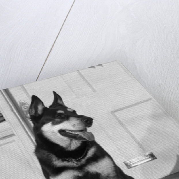 1950s german shepherd dog sitting outside front door of home guard security protection by Anonymous