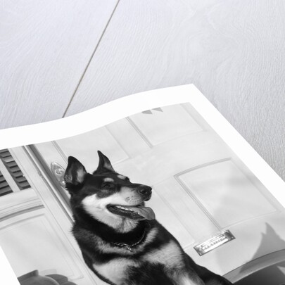 1950s german shepherd dog sitting outside front door of home guard security protection by Anonymous