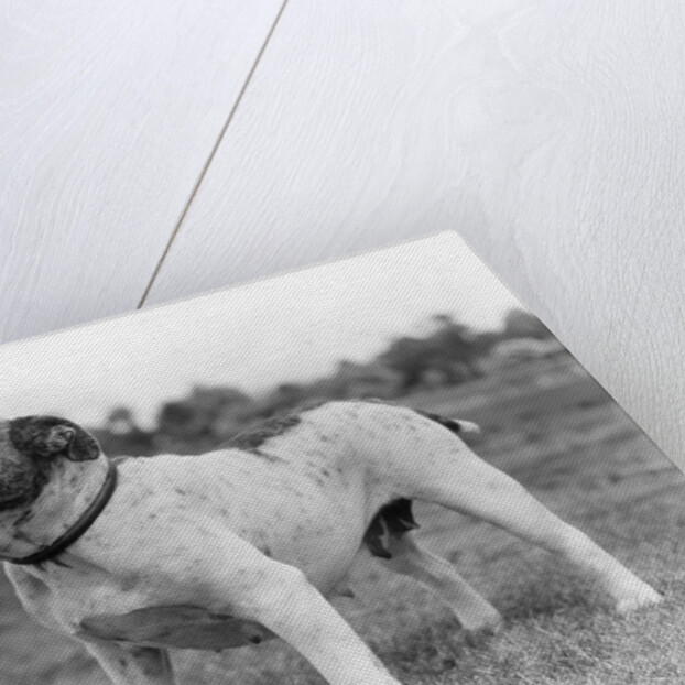 1930s stubborn strong bull dog standing full figure in profile outdoors in grass by Anonymous