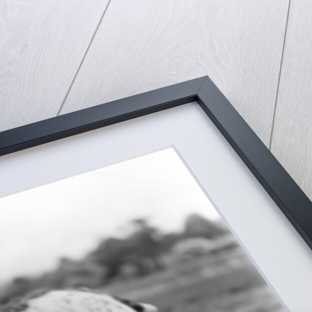 1930s stubborn strong bull dog standing full figure in profile outdoors in grass by Anonymous