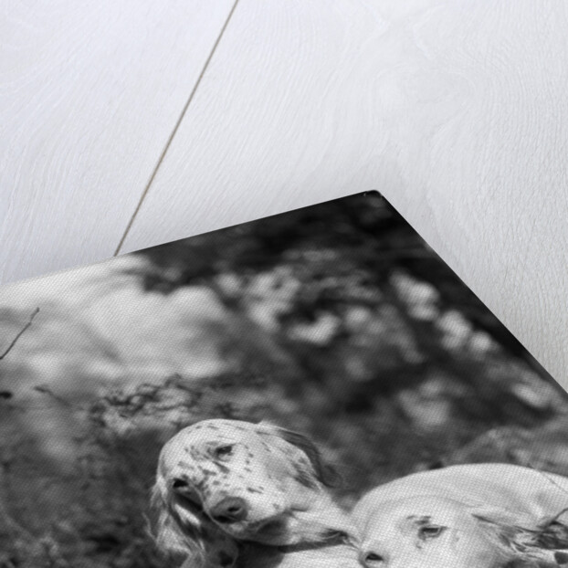 1920s two sweet english setters laying in grass by Anonymous