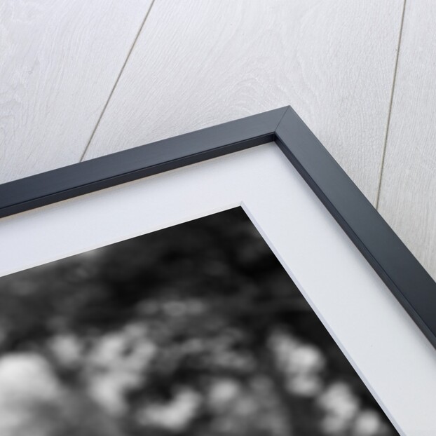 1920s two sweet english setters laying in grass by Anonymous