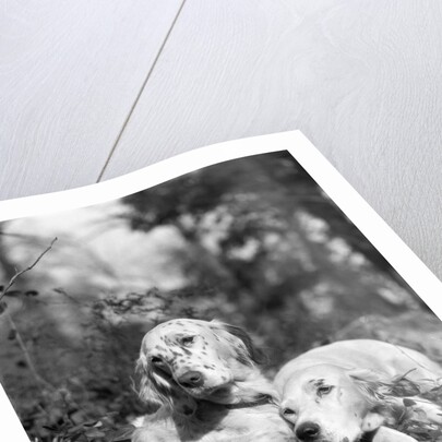 1920s two sweet english setters laying in grass by Anonymous
