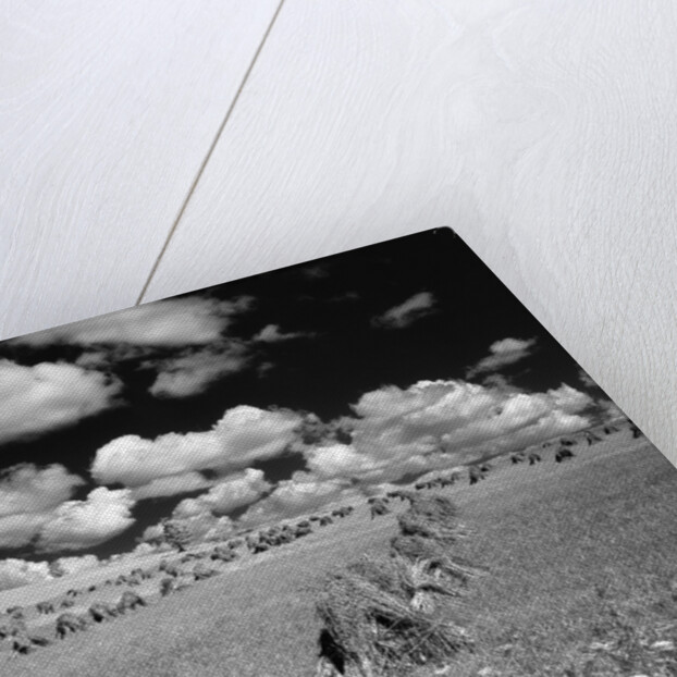 1950s farm scene with stacks of harvested wheat sky with puffy clouds by Anonymous