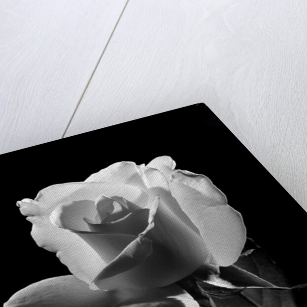 1940s close-up of light-colored rose by Anonymous