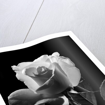 1940s close-up of light-colored rose by Anonymous