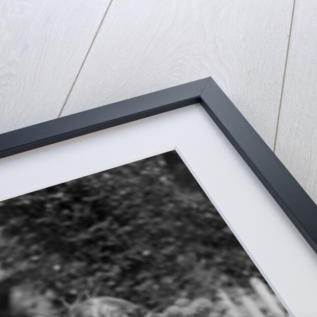 1930s 1940s woman dressed in print dress striped apron kneeling in flowers garden reading a gardening manual by Anonymous