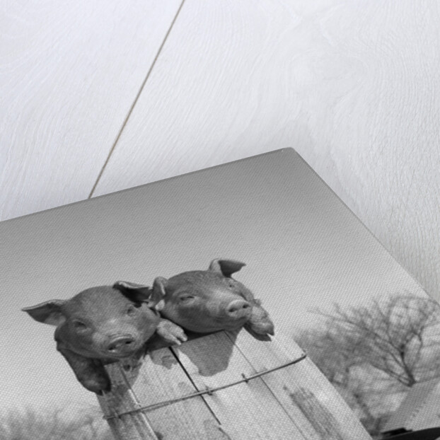 1950s two duroc pigs piglets in a nail keg barrel farm barn in background pork barrel cute by Anonymous