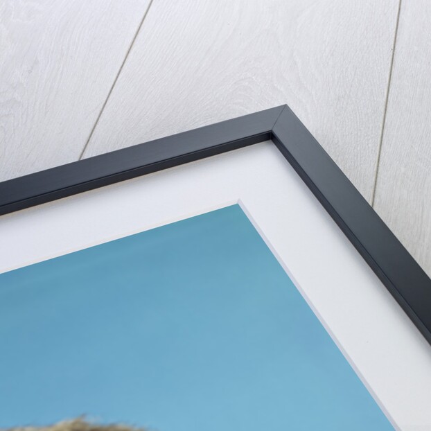 1960s baby boy wearing coonskin cap with stuffed animal and shotgun by Anonymous