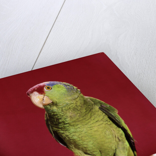 1960s green parrot with red blue feather cap on a perch looking at camera by Anonymous