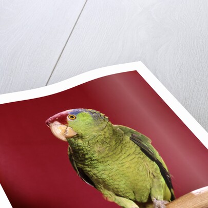 1960s green parrot with red blue feather cap on a perch looking at camera by Anonymous
