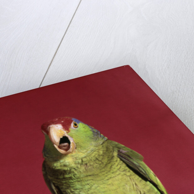 1960s green parrot with red and blue cap sitting on perch talking looking at camera by Anonymous