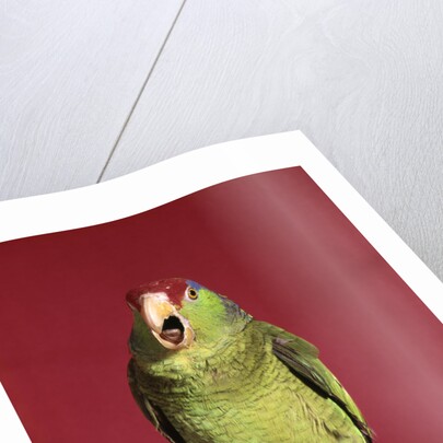 1960s green parrot with red and blue cap sitting on perch talking looking at camera by Anonymous