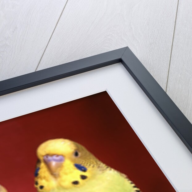 1960s pair of two yellow green parakeets perched together by Anonymous