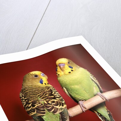 1960s pair of two yellow green parakeets perched together by Anonymous