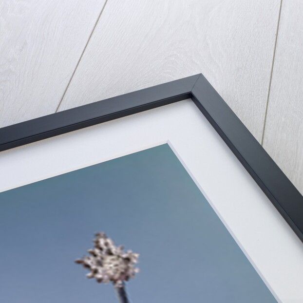 1960s baby girl wearing rhinestone tiara and red velvet cloak holding scepter by Anonymous